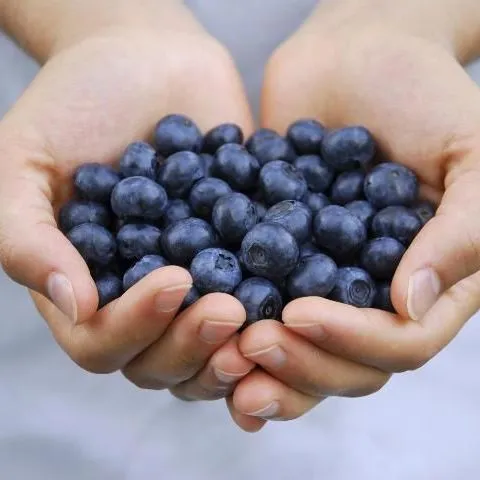 thumbnail for publication: Datos sobre los flavonoides